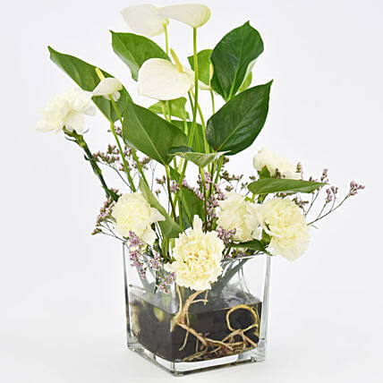 White Anthurium Plant and Carnations: Plants for Birthday Gift 