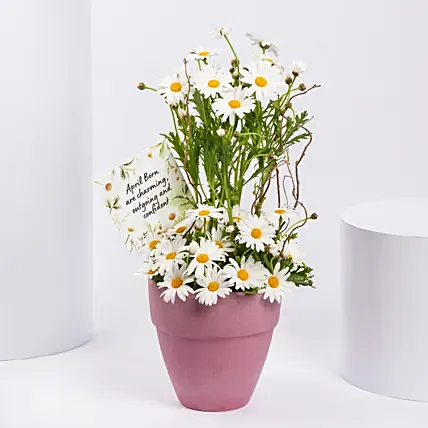 White Daisy Birthday Arrangement: Daisy Flowers