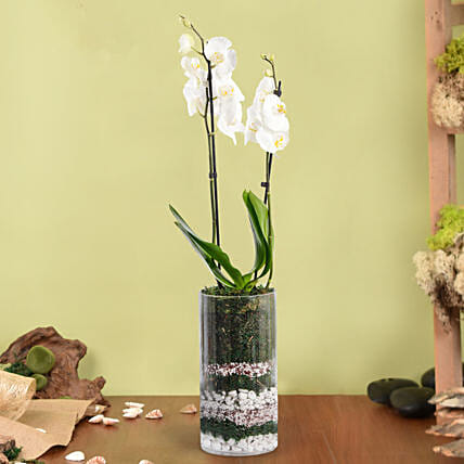 White Orchid Beauty: Orchid Plants
