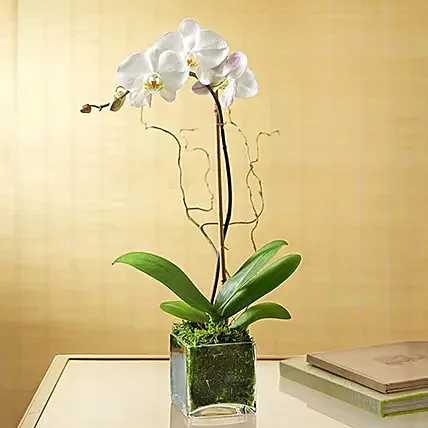 White Orchid Plant In Glass Vase: Indoor Plants