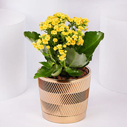 Yellow Kalanchoe In Ceramic Pot: Indoor Plants