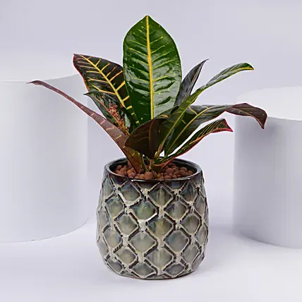 Elegant Croton Plant: Plants 