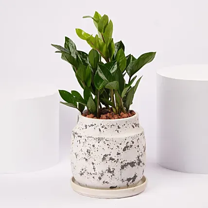 ZZ Plant Ceramic Pot: Plants 