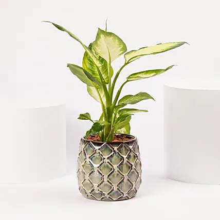 Dieffenbachia in Ceramic Vase: Plants 