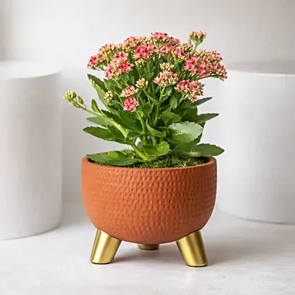 Pink Kalanchoe In Ceramic Pot: Indoor Plants