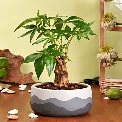 Paclcira Sail Or Pachira Good Luck Tree: New Arrival Plants