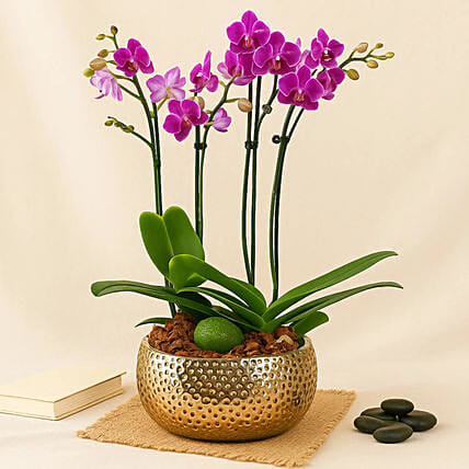 Purple Orchid Plant In Premium Gold Pot: Plants