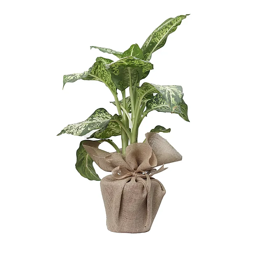 Aglaonema Silver Bay Plant Jute Pot: Send Mothers Day Gifts to Qatar