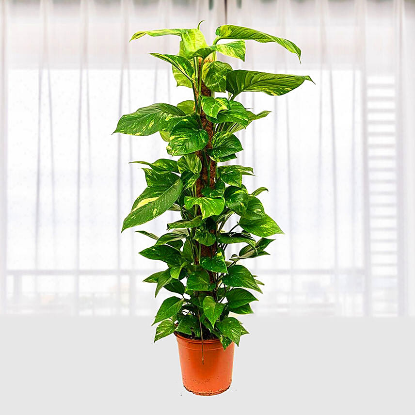 Epipremnum pin moss stick: 