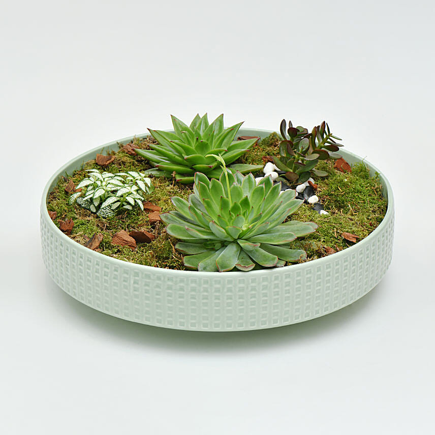 Holy Ramadan Assorted Plant Gift: 