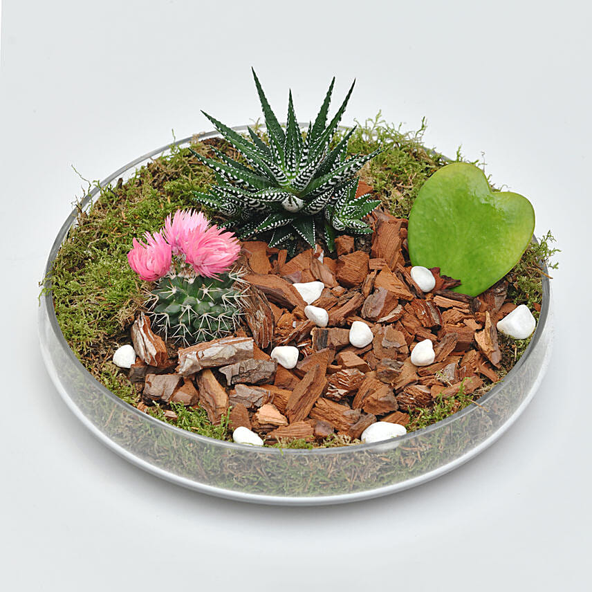 Holy Ramadan Plant Gift Set: Send Mothers Day Gifts to Qatar