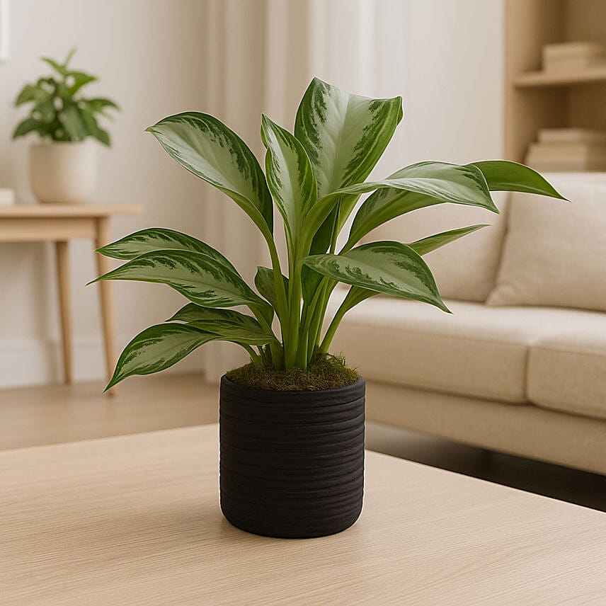 AGLAONEMA SILVER BAY In Black Cement Pot: Send Indoor Plants To Qatar