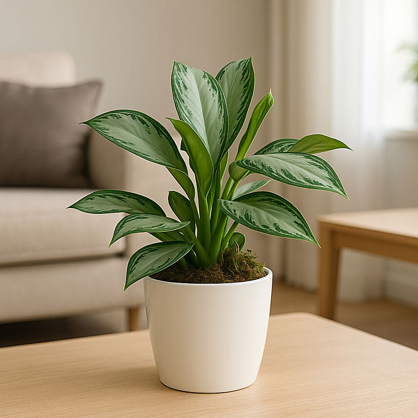 Beautiful AGLAONEMA SILVER BAY in a Classical Pot: 
