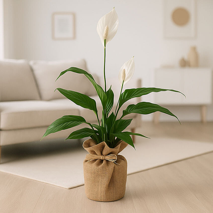 Jute Wrapped Peace Lily Plant: Plants Delivery in Qatar