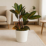 Tropical Croton Foliage Plant