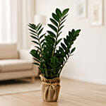 ZZ Green Plant in Jute Fabric Pot Cover