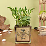فازة حظ سعيد أصيص بامبو