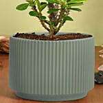 Crown of Thorns Plant Small