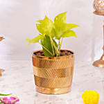 Diwali Money Plant