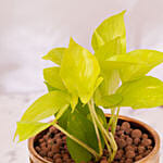 Diwali Money Plant
