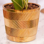 Diwali Money Plant