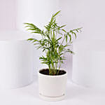 Mini Chamadorea In Dual Tone Pot