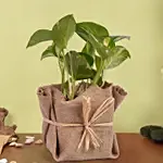 Small Money Plant Jute wrapped