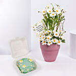 White Daisy Birthday Arrangement With Mono Cake