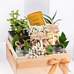 Tea and Plant Gift Hamper