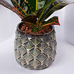 Elegant Croton Plant