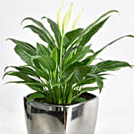 Peace lily in Matt Black Planter