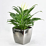 Peace lily in Matt Black Planter