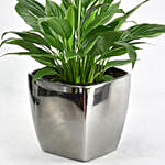 Peace lily in Matt Black Planter