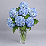 Hydrangea Grandeur