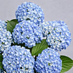 Hydrangea Grandeur
