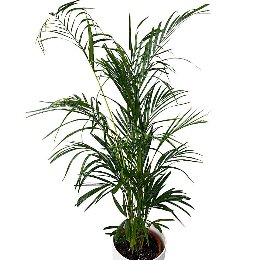 Arica Plant White Pot: 