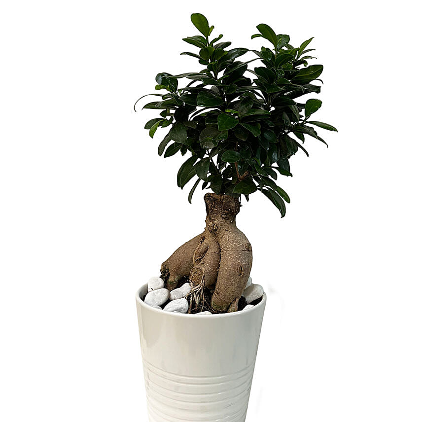 Bonsai Plant Ceramic Pot: 