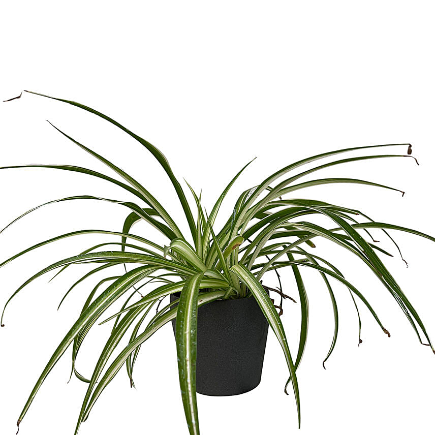 Spider Plant Ceramic Pot: 