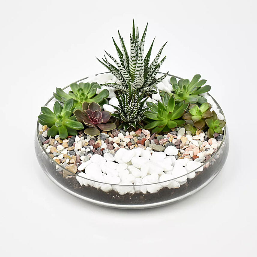 Succulent Dish Garden: Send Indoor Plants to Saudi Arabia
