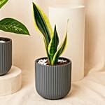 Snake And Dieffenbachia In Two Grey Planters