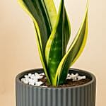 Snake And Dieffenbachia In Two Grey Planters