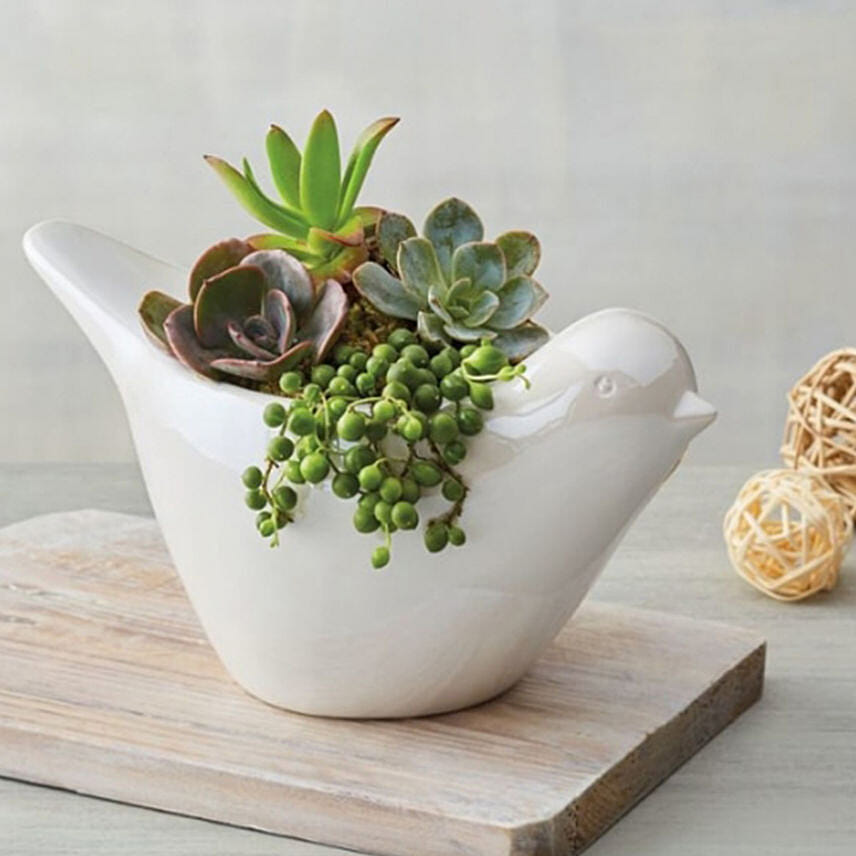 Succulents In Dove Planter: Plants For USA