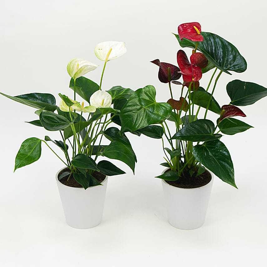 Air Purifying Plants Online