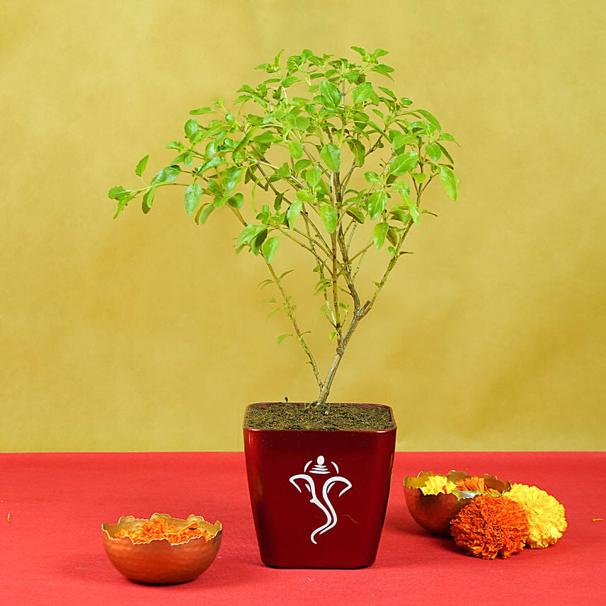 Tulsi Plants
