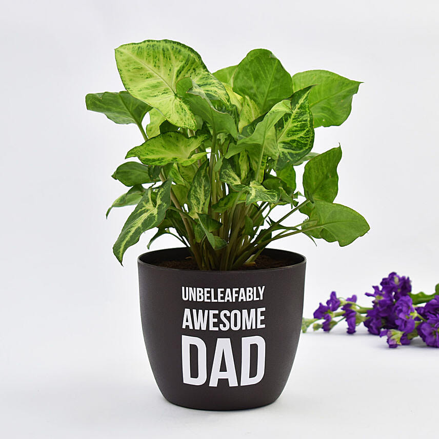 Syngonium Plants