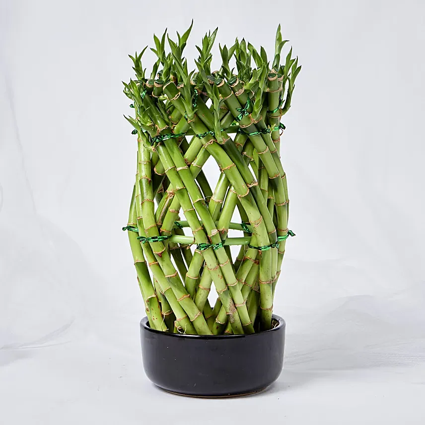 Good Luck Wishes With Designer Lucky Bamboo