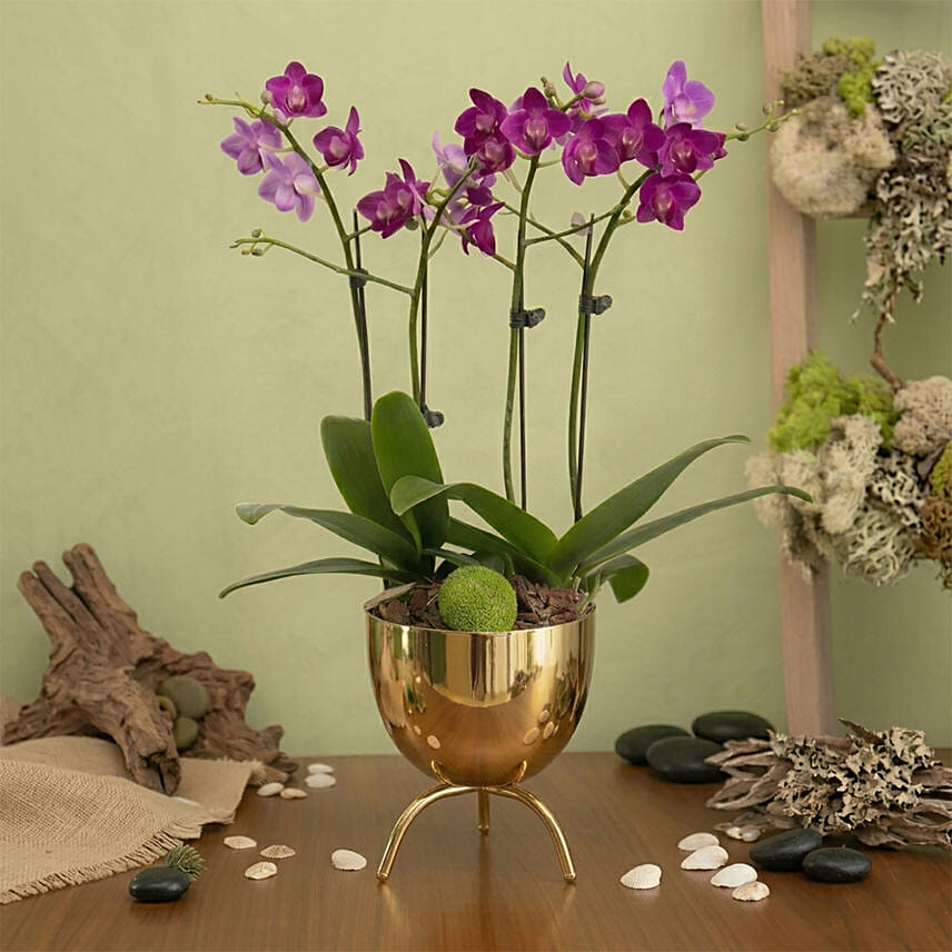 4 Stems Small Purple Orchid Plant In Premium Gold Pot