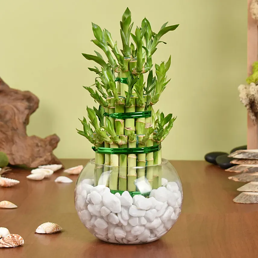 Lucky Bamboo in Glass Vase filled with white stones