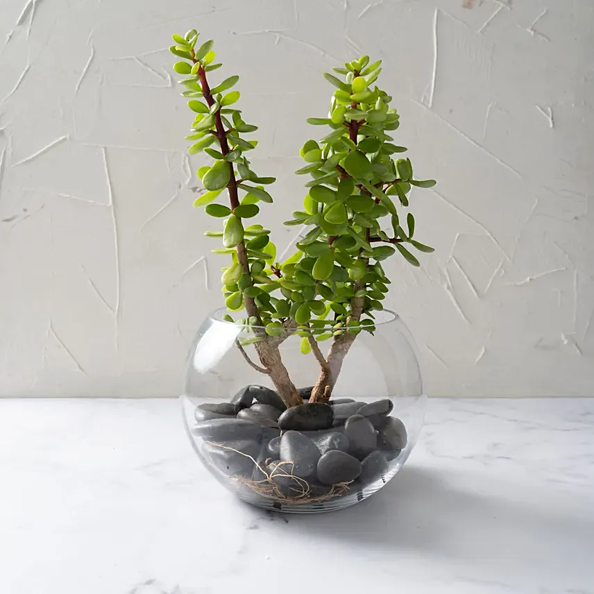 Jade Plant in Glass Vase filled with black shinny stones
