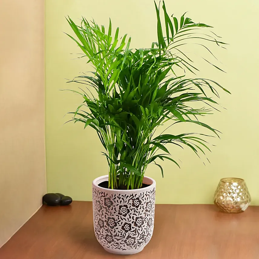 Areca Palm in Ceramic Pot